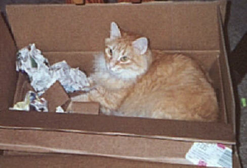 Rocky in a box