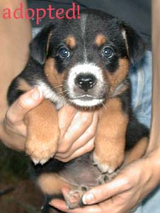 black striped puppy