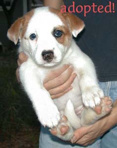 brown and white puppy