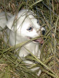 Gretta in the grass