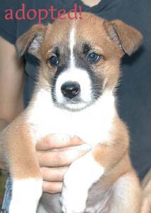 tan striped puppy