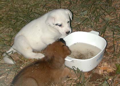 puppies drinking