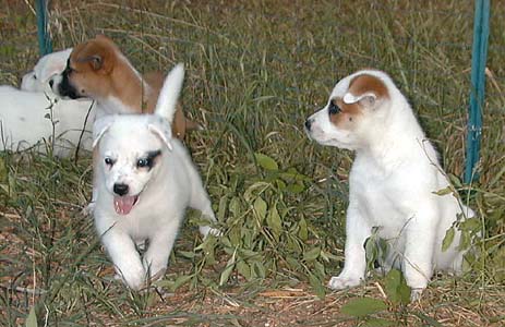 puppy action shot